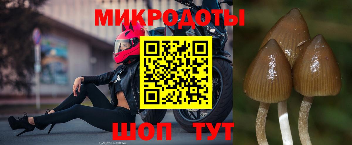 Галлюциногенные грибы Psilocybe Чистополь